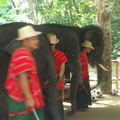 20090417 Half Day Safari - Elephant  25 of 104 